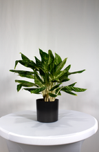 Load image into Gallery viewer, 6” Aglaonema Gold Madonna
