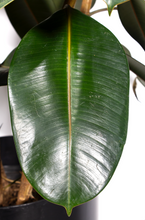 Load image into Gallery viewer, 14”/6ft Rubber Plant