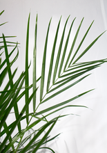 Load image into Gallery viewer, 10”/5ft Bamboo Palm