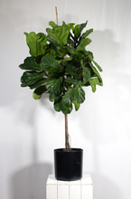 Load image into Gallery viewer, 5 Gallon/ 5 ½ ft Ficus Fiddle Leaf Fig