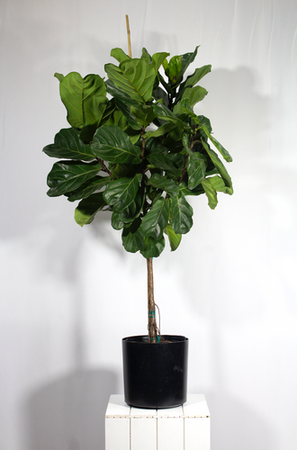 5 Gallon/ 5 ½ ft Ficus Fiddle Leaf Fig