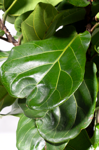 5 Gallon/ 5 ½ ft Ficus Fiddle Leaf Fig