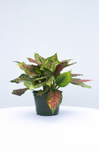 Load image into Gallery viewer, Red Valentine Aglaonema  6” Pot