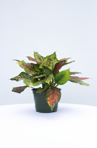 Red Valentine Aglaonema  6” Pot