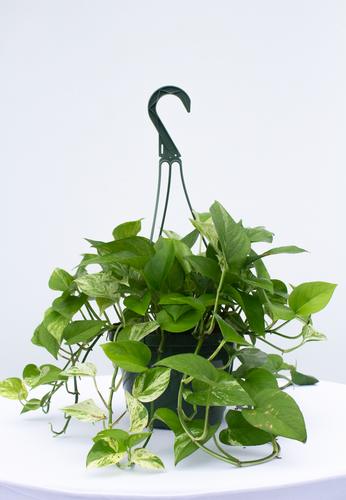 Marble Queen Pothos 8