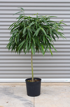 Load image into Gallery viewer, Ficus Alii Standard 5 Gallon