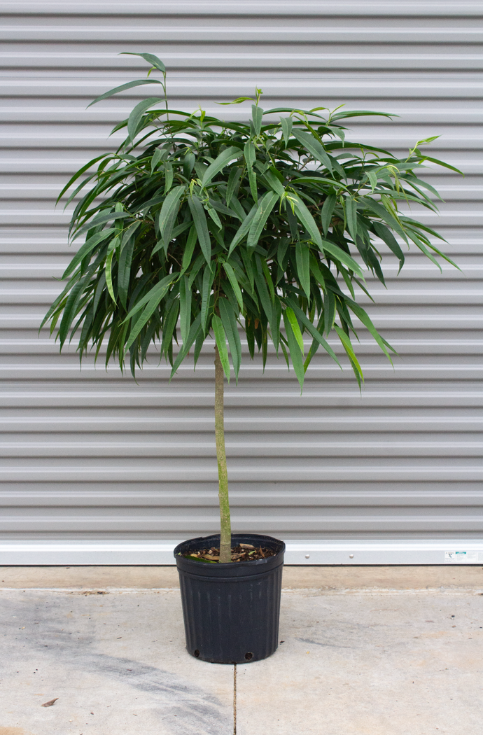 Ficus Alii Standard 5 Gallon