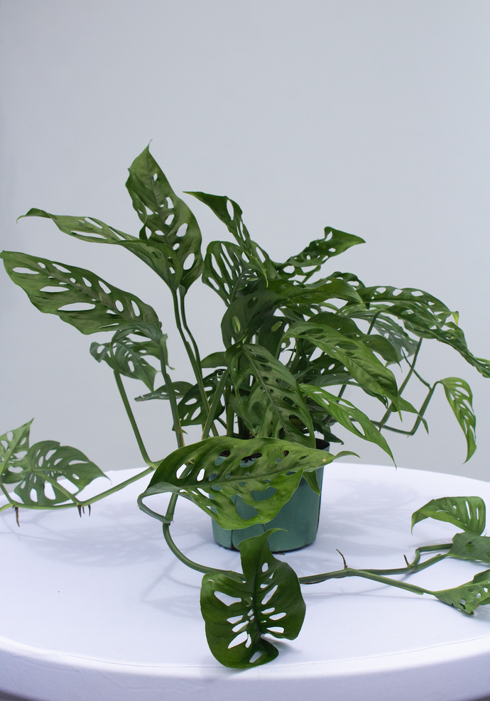 Swiss Cheese Philodendron 6” Pot