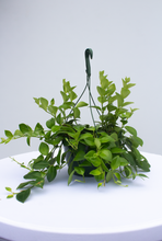 Load image into Gallery viewer, Lipstick Plant [Mona Lisa]  8” Hanging Basket