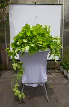 Load image into Gallery viewer, Sweet Potato Vine - Green Variety  10” Pot
