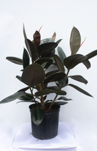 Load image into Gallery viewer, Ficus Elastica Burgundy  2 Gallon