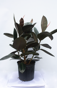 Ficus Elastica Burgundy  2 Gallon