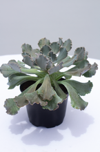 Load image into Gallery viewer, Curly Rose Succulent  4” Pot