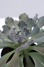 Load image into Gallery viewer, Curly Rose Succulent  4” Pot