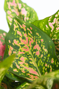 Red Valentine Aglaonema  6” Pot