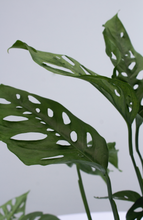 Load image into Gallery viewer, Swiss Cheese Philodendron 6” Pot