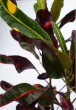 Load image into Gallery viewer, Croton Mamey 6” Pot