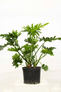 Philodendron Selloum 4' tall | 7 Gallon