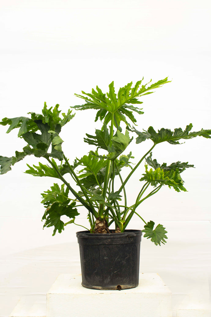 Philodendron Selloum 4' tall [Rental]