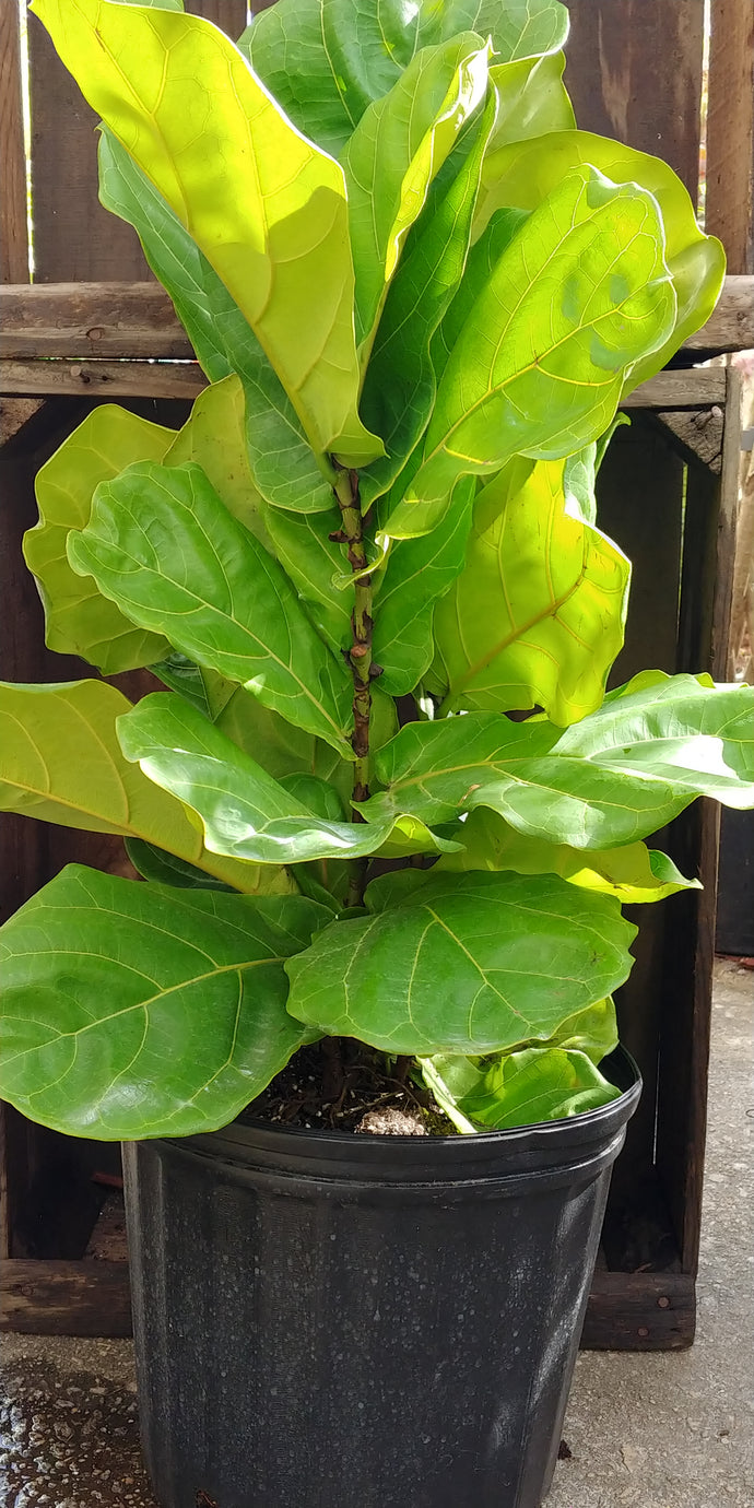 Fiddle Leaf Fig - 3' tall