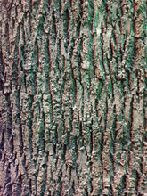 Load image into Gallery viewer, Oak Tree Skin