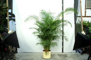 Areca Palm  6'-7'