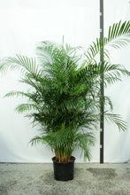 Load image into Gallery viewer, Areca Palm  6&#39;-7&#39;