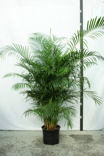 Areca Palm 8-9' Tall | 15 Gallon [Rental]