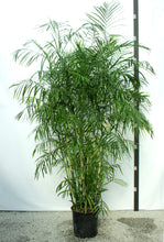 Load image into Gallery viewer, Bamboo Palm - 15 Gallon [Rental]