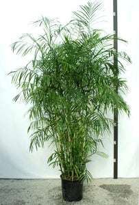 Bamboo Palm - 15 Gallon [Rental]