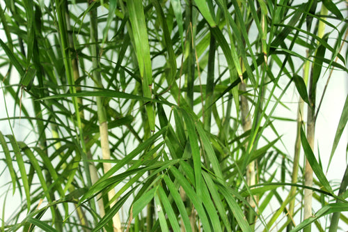Bamboo Palm - 15 Gallon [Rental]