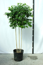 Load image into Gallery viewer, Ficus Tree - Benjamina Multitrunk