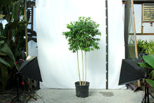 Load image into Gallery viewer, Ficus Tree - Benjamina Multitrunk