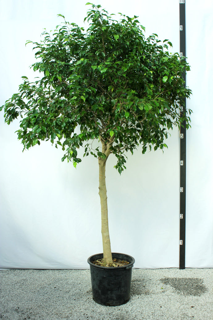 Ficus Tree, Benjamina Standard - 15 Gallon [Rental]