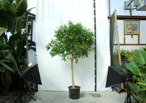 Ficus Tree, Benjamina Standard - 15 Gallon [Rental]
