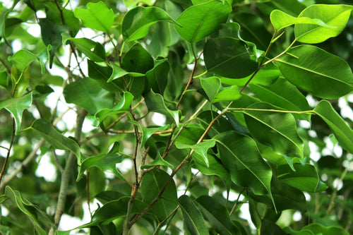 Ficus Tree - Benjamina Multitrunk