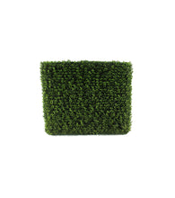 Load image into Gallery viewer, Boxwood Hedges [Group of 3]