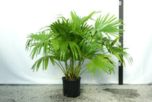 Load image into Gallery viewer, Chinese Fan Palm 3-4&#39; [Rental]