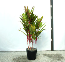 Load image into Gallery viewer, Cordyline 3-4&#39;