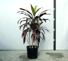 Load image into Gallery viewer, Cordyline 4-5&#39;
