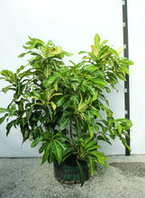 Load image into Gallery viewer, Croton - Green/Yellow 15 Gallons [Rental]