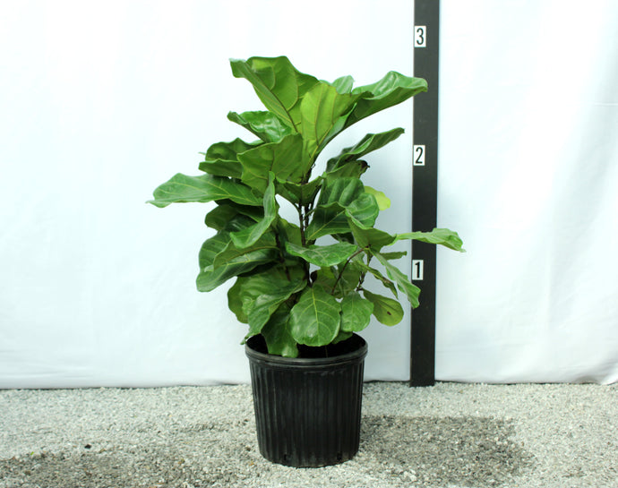 Fiddle Leaf Fig - 3 Gallon