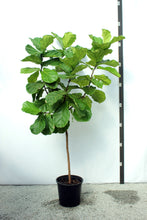 Load image into Gallery viewer, Fiddle Leaf Fig 8&#39;