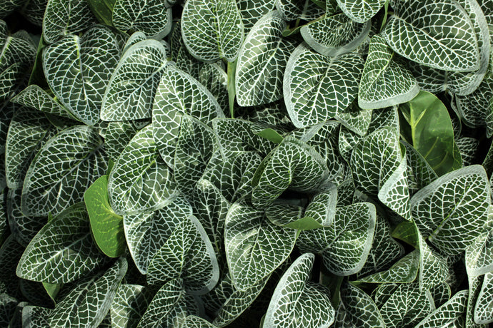 Fittonia Panels or Walls