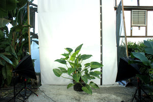 Philodendron Congo - 4' Green