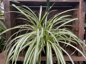 Spider Plant - 8" Hanging Basket