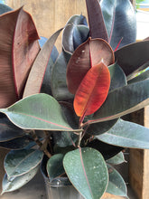 Load image into Gallery viewer, Ficus Burgundy / Rubber Plant - 7 Gallon [Rental]