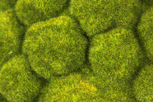 Load image into Gallery viewer, Moss Balls