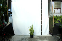 Load image into Gallery viewer, Sansevieria - Laurentii 3 Gallon