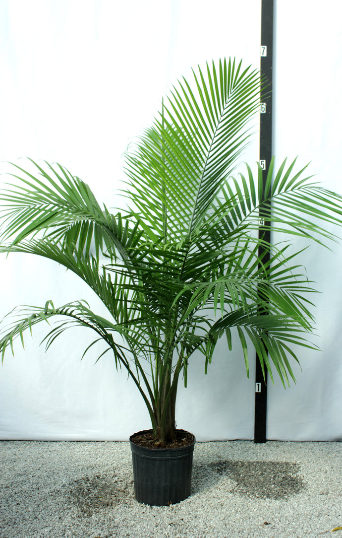 Majesty Palm 7 Gal 5'-6'